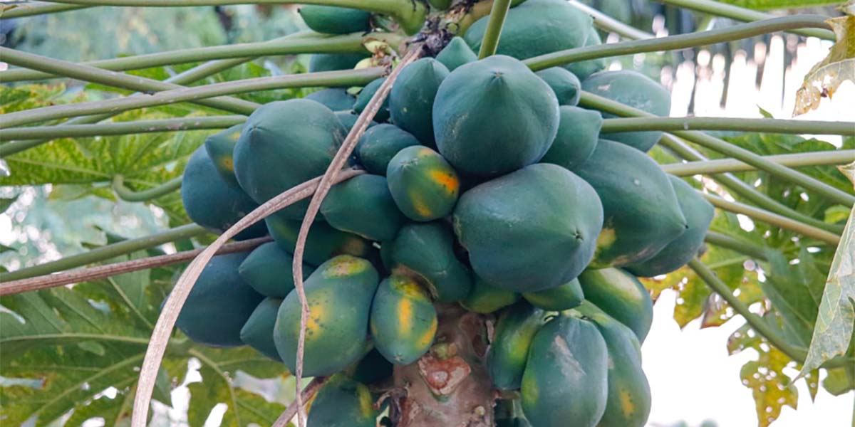 Malattia di Meleira: rischio globale per la produzione di papaya